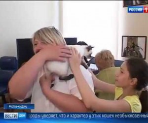 В Ростове кошки лечат детей с аутизмом, ДЦП и синдромом Дауна.